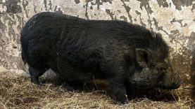 111 Hängebauchschwein