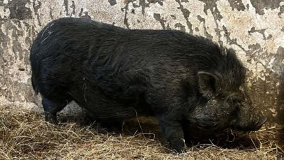 111 Hängebauchschwein