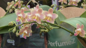 Dopetsberger Orchidee