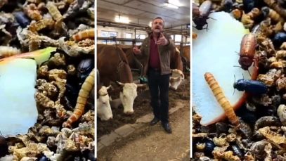 Insekten Agrar Rebell