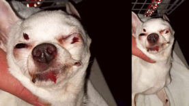 111 Hund in Lebensgefahr