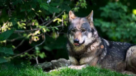 111 Wolf Begutachtung