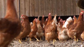 Landtag Stallpflicht