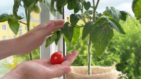 Selbstversorger Balkon