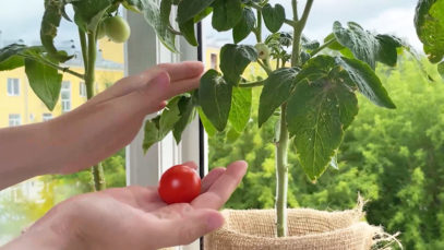 Selbstversorger Balkon