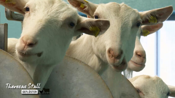 Stallgeflüster Ziegenstall