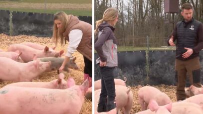 Theresa Stallgeflüster Schweine