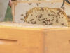 111 Hungrige Bienen