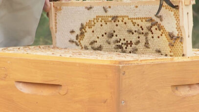 111 Hungrige Bienen