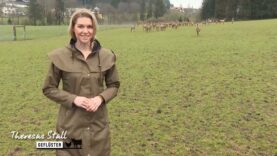 Stallgeflüster Wild