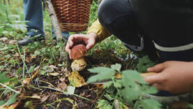 Vorbericht Fragen zur Jagd