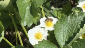 Genussland OÖ Gemüse Imker