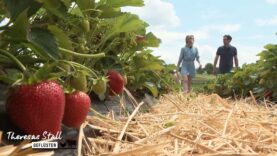 Stallgeflüster Erdbeeren