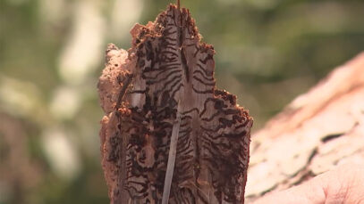 111 Borkenkäfer Sommer