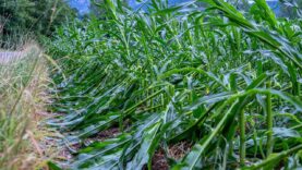 111 Unwetter Schaden