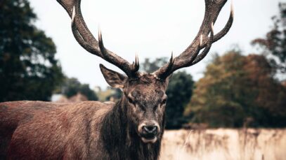 Fragen zur Jagd Hirsch