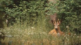 111 Fragen zur Jagd Ausrotten