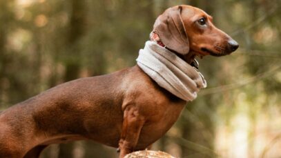 Fragen zur Jagd Hunde