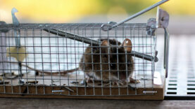 Fragen zur Jagd Fallen