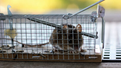 Fragen zur Jagd Fallen