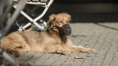 Landtag Nachbericht Hunde