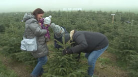 111 Christbaum Preisvergleich