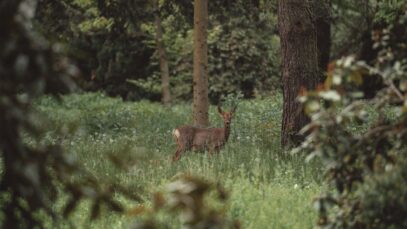 Fragen zur Jagd Ausrottung