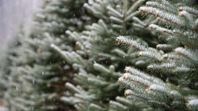 hartlauer schneewette