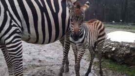 111 Zebrababy