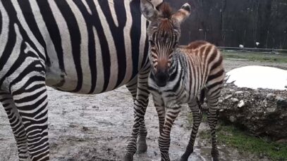 111 Zebrababy